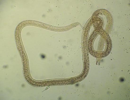 Представитель Семейства Oncholaimidae